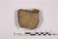 藏品(棕粉盤菌)的圖片